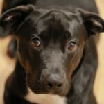 black short coated medium sized dog
