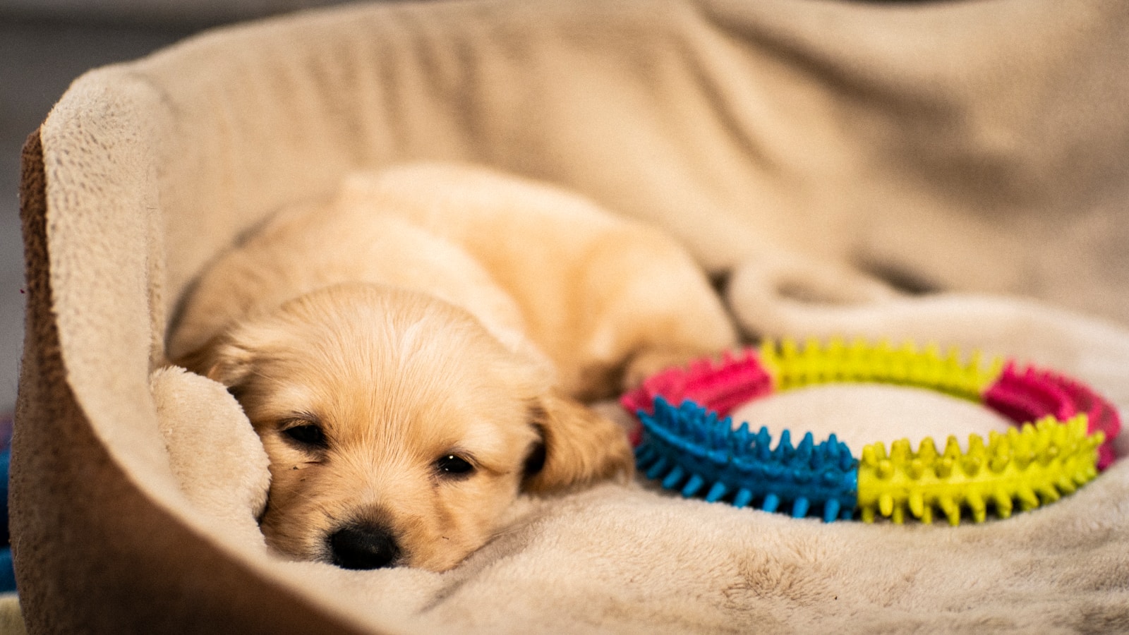 yellow Labrador retriever on mat