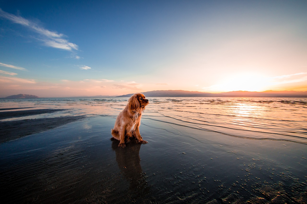 dog, animal, beach-1854123.jpg