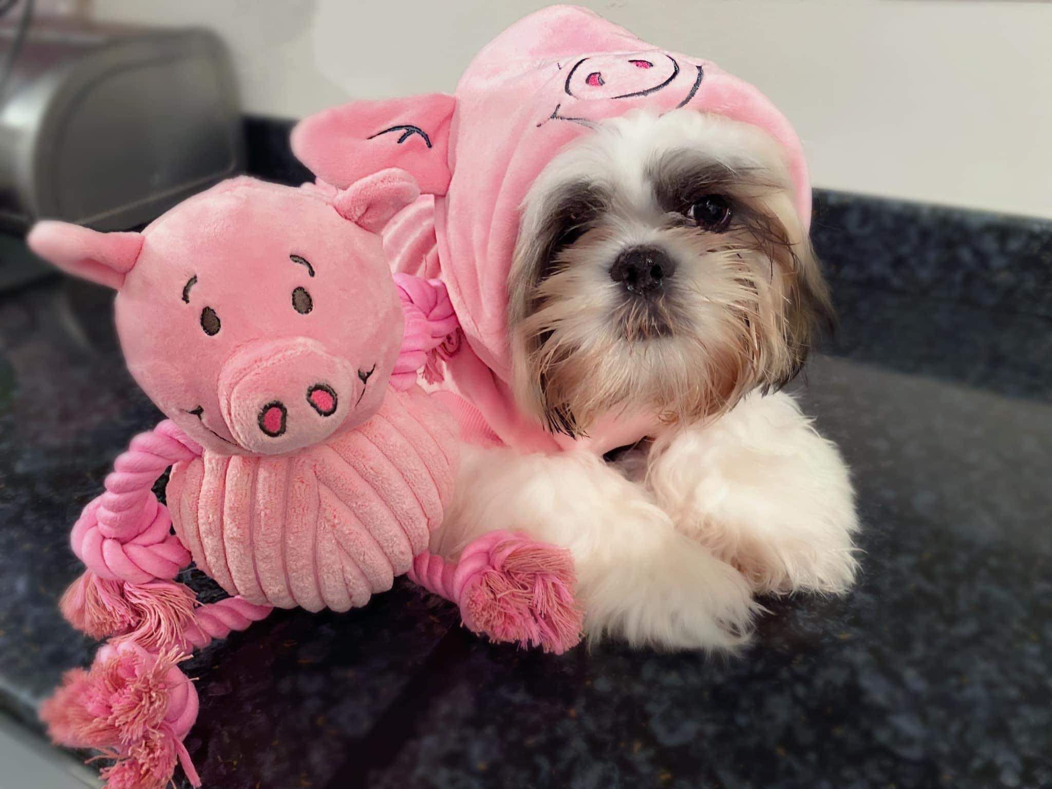 puppymadness (12)