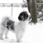 white and black long coat small dog on snow covered ground during daytime