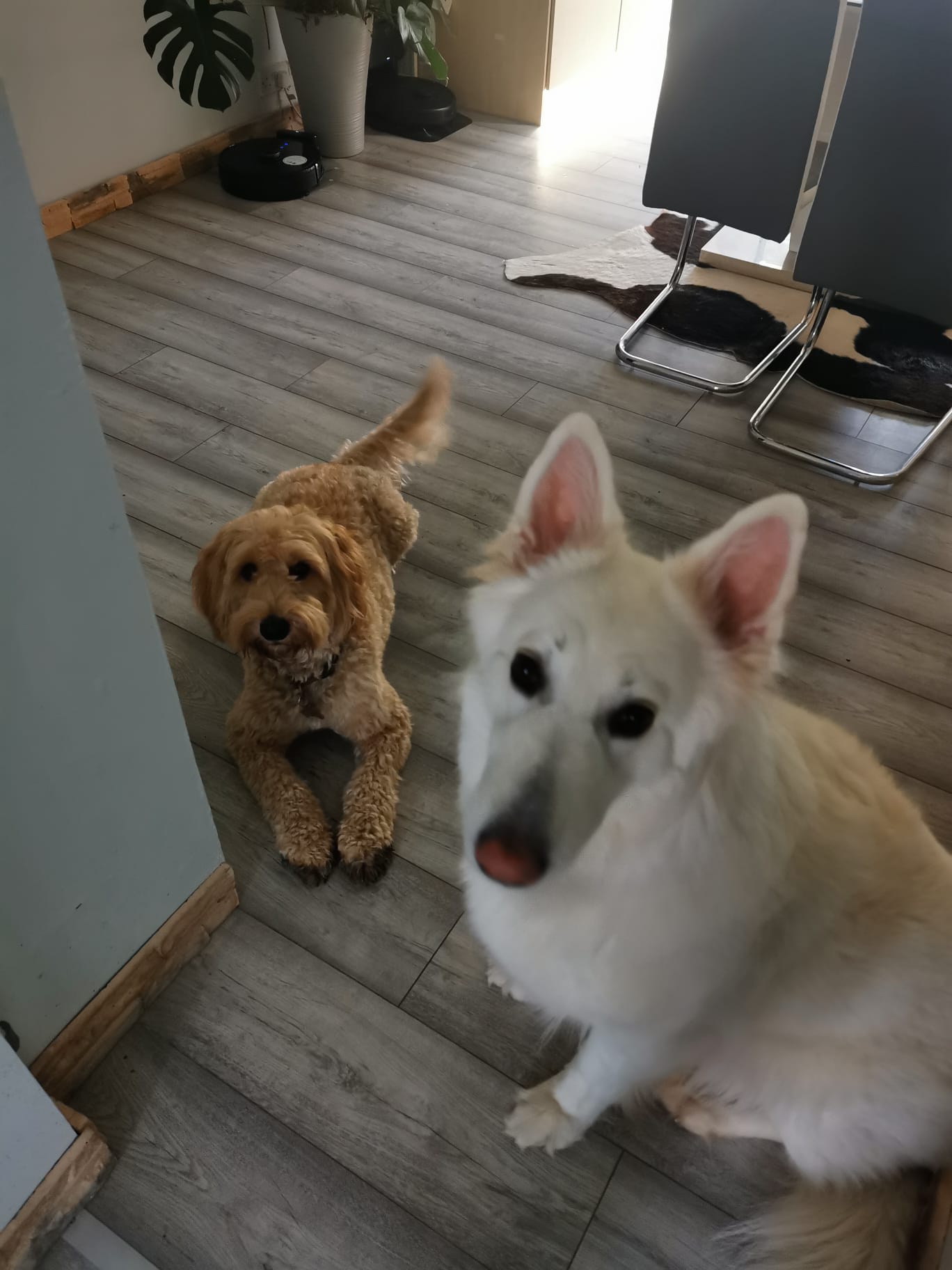 IMG-20240409-WA0006